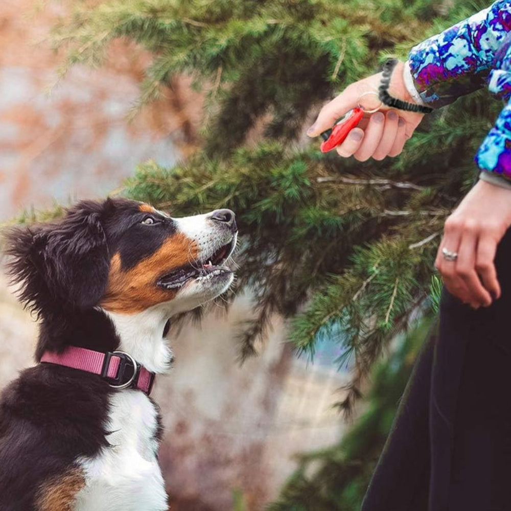 Poochly Clicky™ – Clicker de dressage efficace