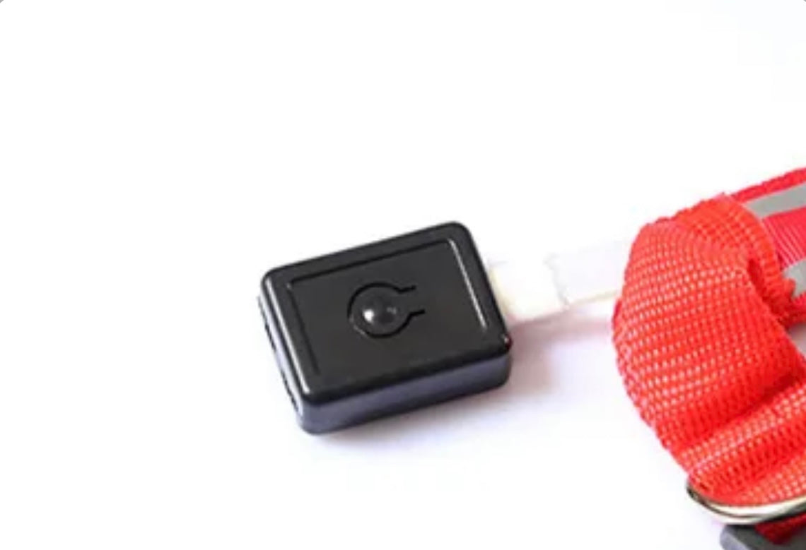 Poochly Glow™ בכתום זוהר – קולר לד לכלב בעיצוב ייחודי ובטיחות מירבית